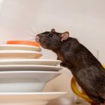 cara mengusir tikus di rumah, Cara mengusir tikus di plafon rumah yang ampuh, Cara mengusir tikus dengan bumbu dapur tanpa racun, Cara mengusir tikus curut agar tidak kembali lagi, Alat pengusir tikus ultrasonik paling efektif