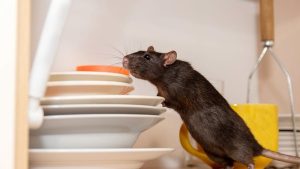 cara mengusir tikus di rumah, Cara mengusir tikus di plafon rumah yang ampuh, Cara mengusir tikus dengan bumbu dapur tanpa racun, Cara mengusir tikus curut agar tidak kembali lagi, Alat pengusir tikus ultrasonik paling efektif