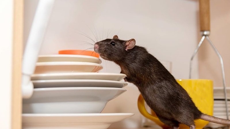 cara mengusir tikus di rumah, Cara mengusir tikus di plafon rumah yang ampuh, Cara mengusir tikus dengan bumbu dapur tanpa racun, Cara mengusir tikus curut agar tidak kembali lagi, Alat pengusir tikus ultrasonik paling efektif